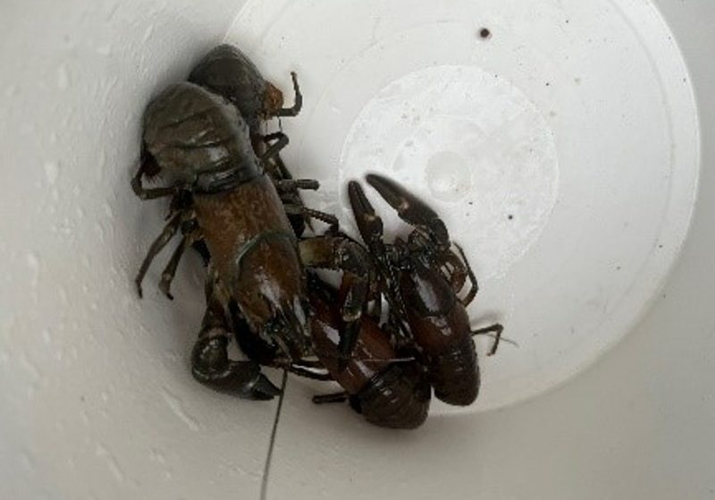 Some of the signal crayfish (Pacifastacus leniusculus) successfully trapped at Burrator Reservoir