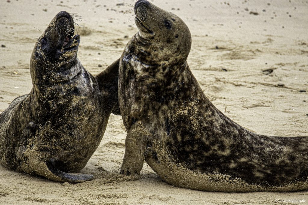 Grey seal Callum Nightingale