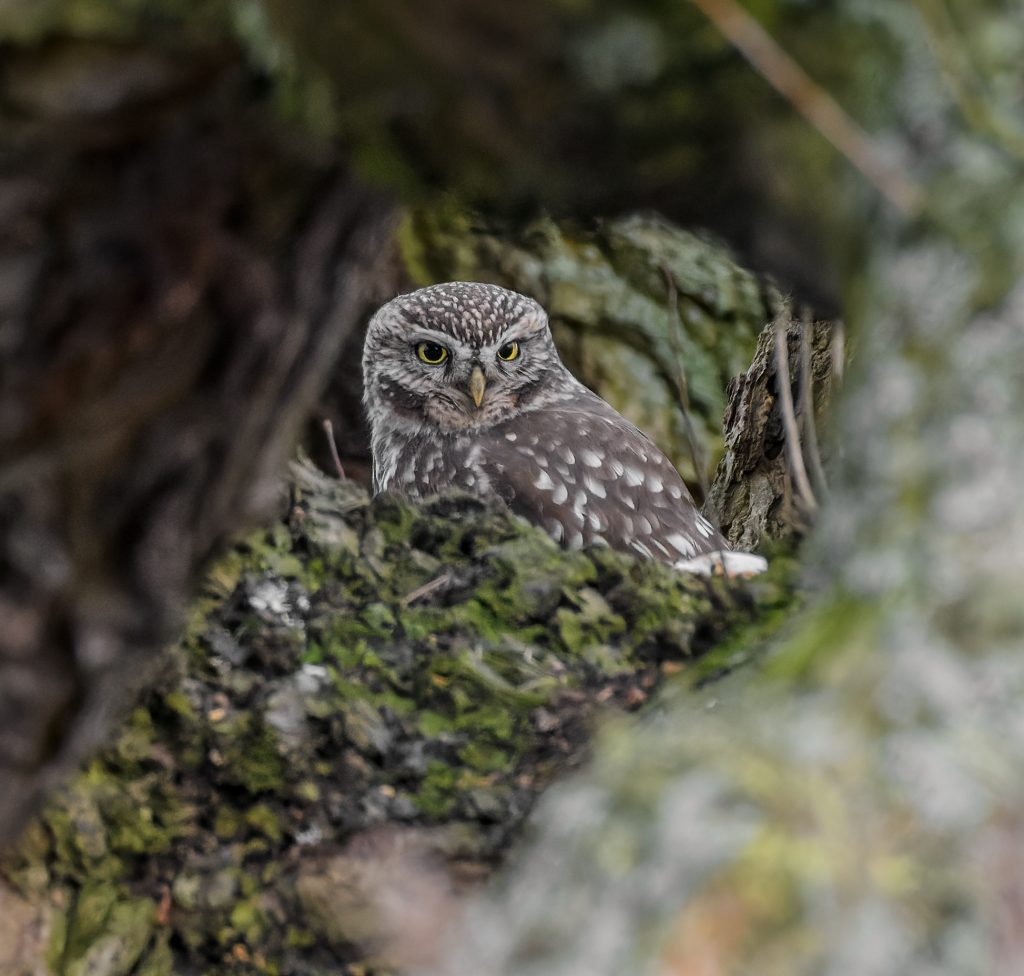 Little Owl Jalal Khan