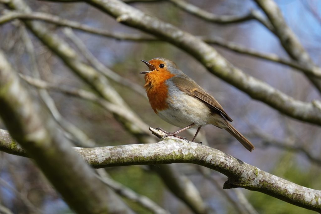 Stephanie Morrison GoBe Robin