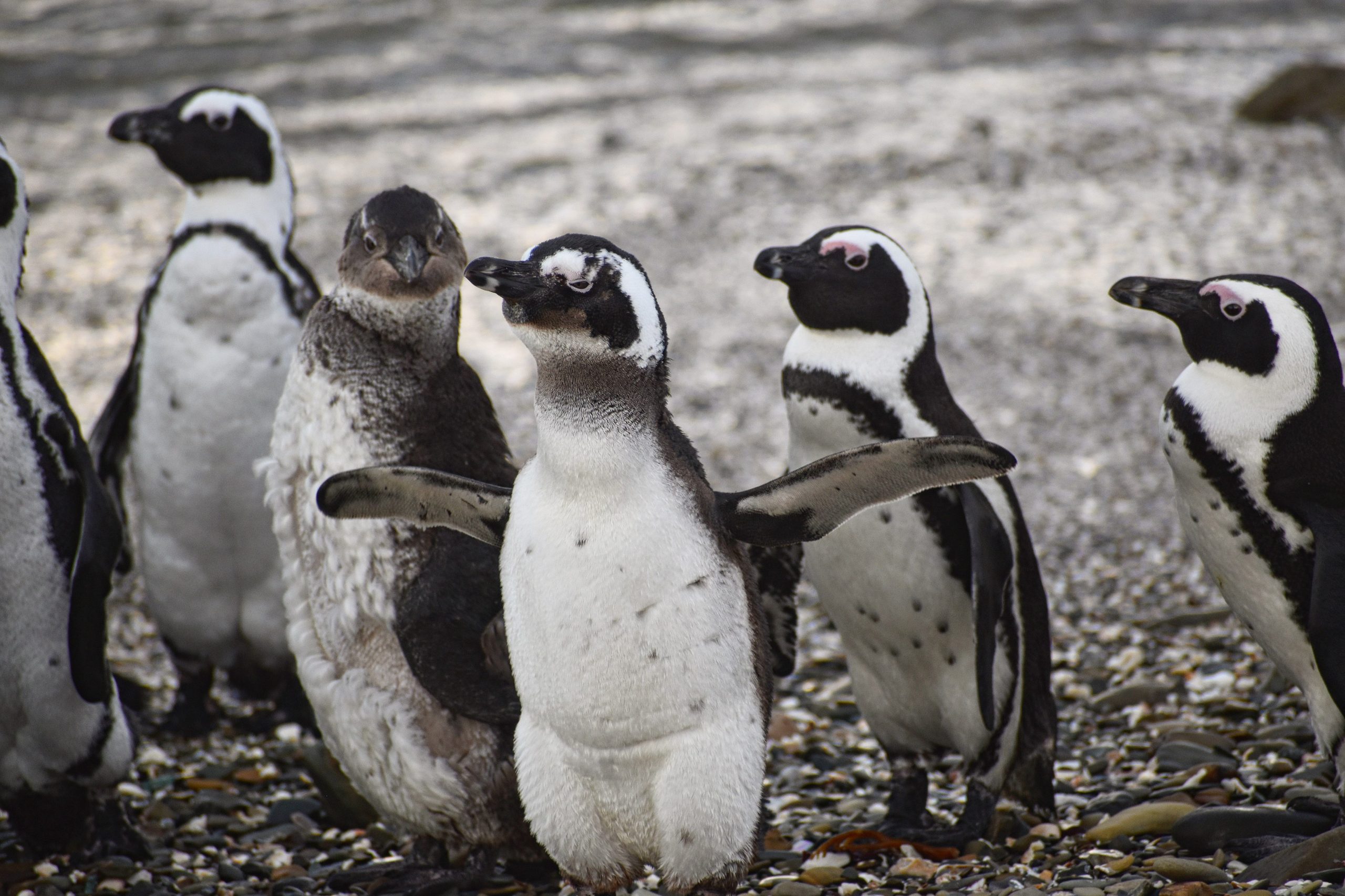 FreddieLeith African Penguin SouthAfrica
