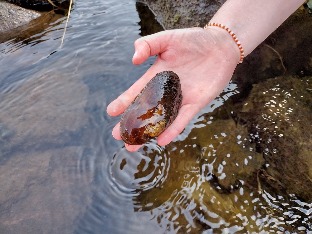 A hand lifting up a fresh water pearl mussel from the water