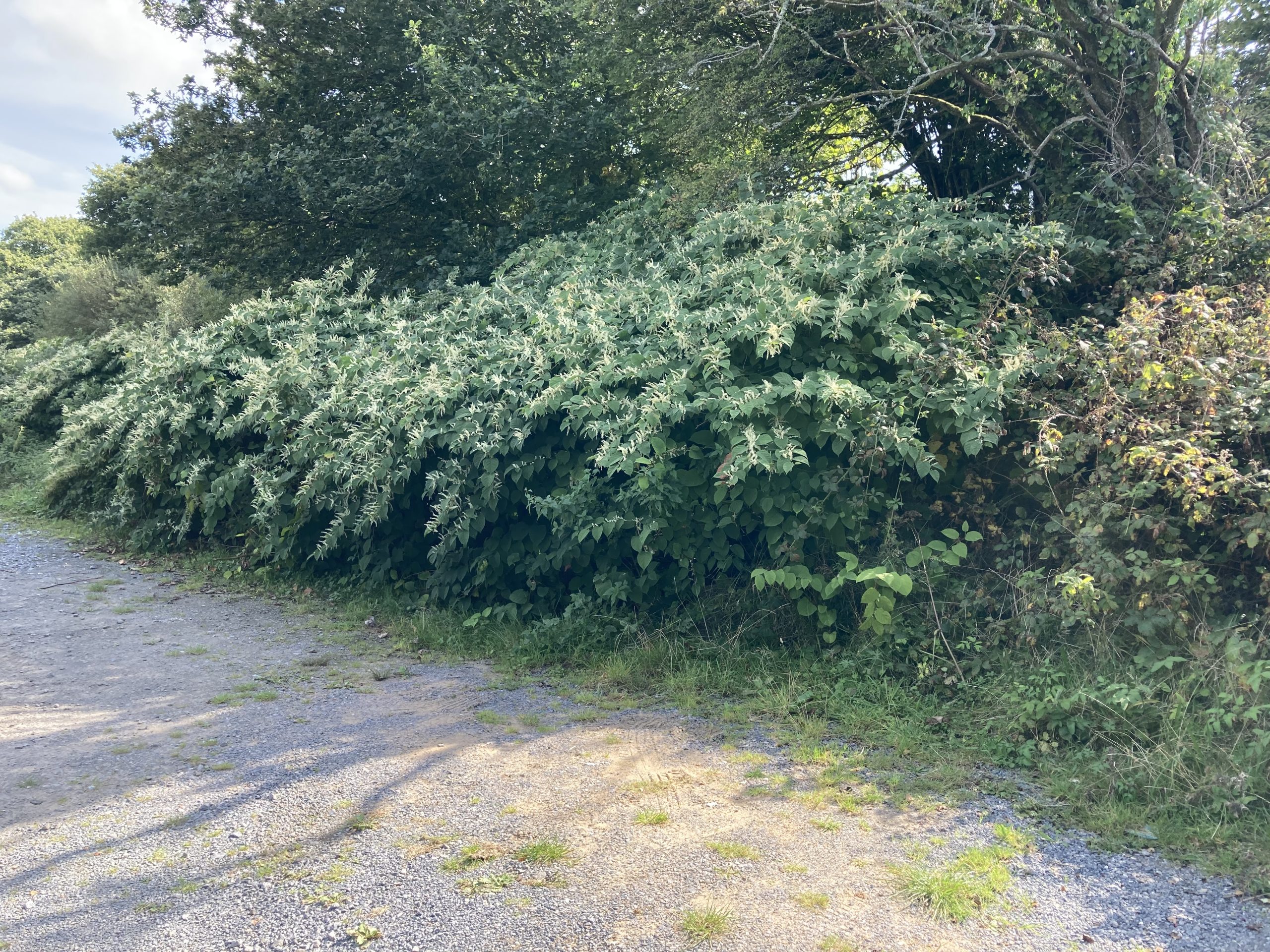 Japanese knotweed