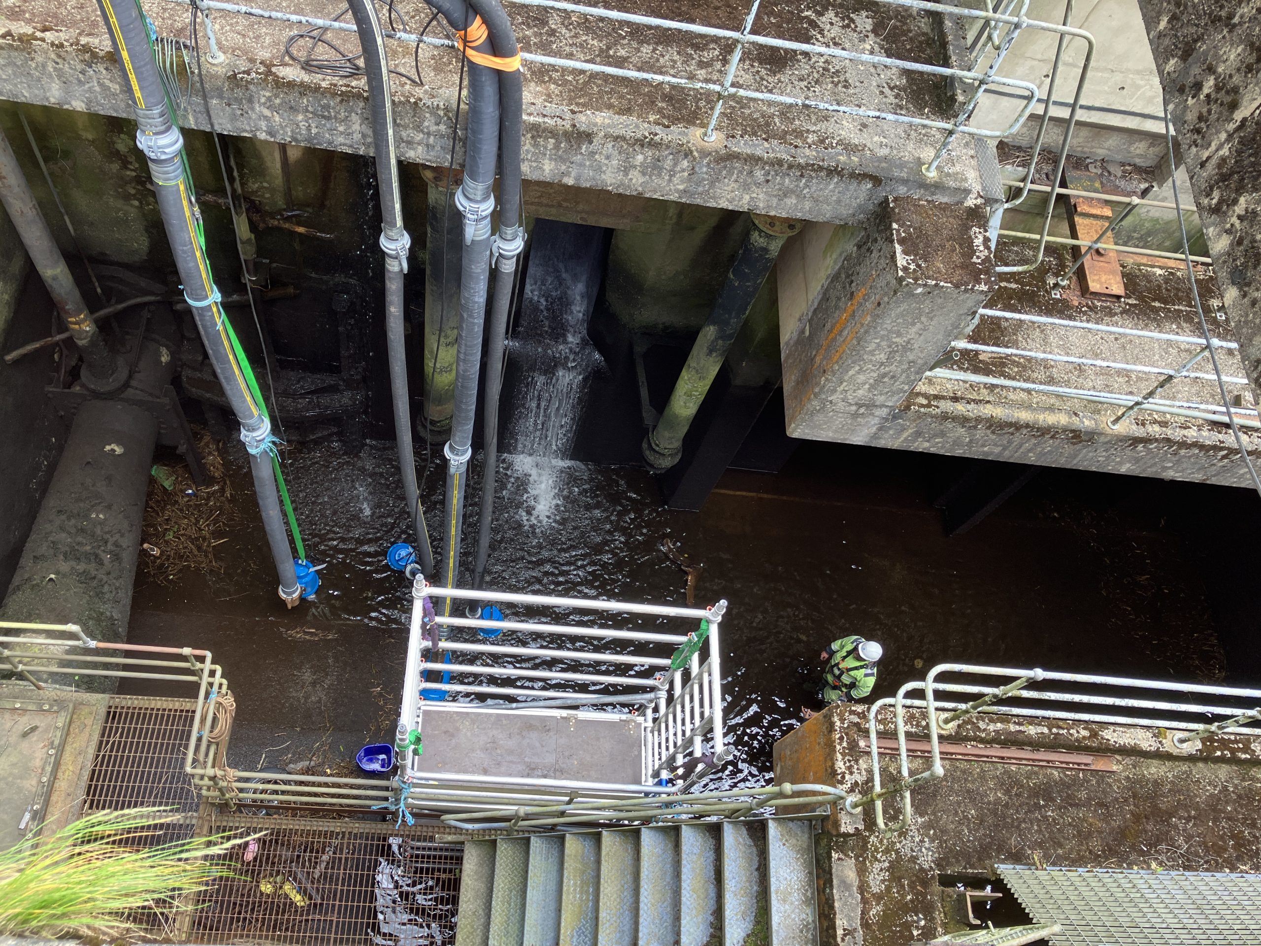 Rheidol Fish rescue