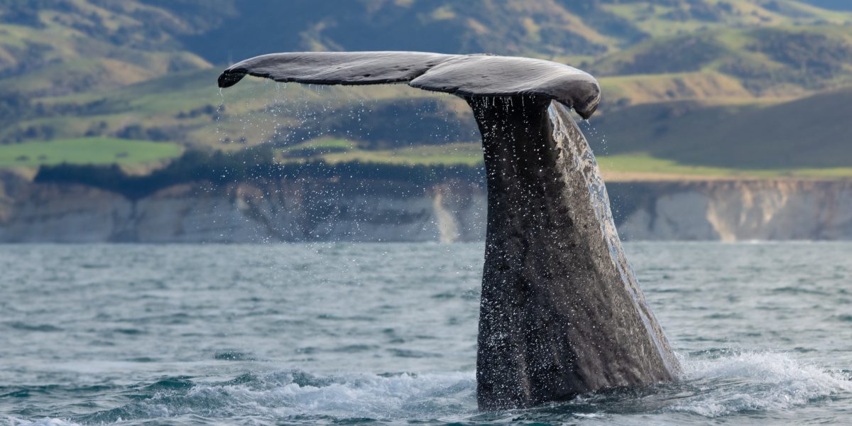 Ben Jones July 2018 Sperm Whale scaled aspect ratio 1200 600