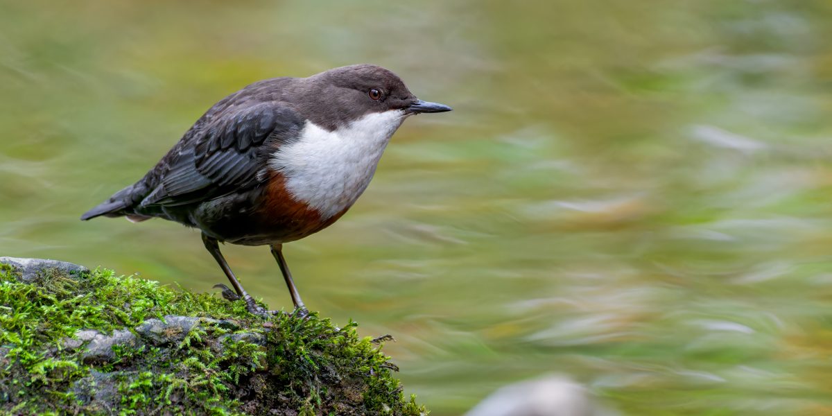 Dipper at Chee Dale by Jalal Khan scaled aspect ratio 1200 600