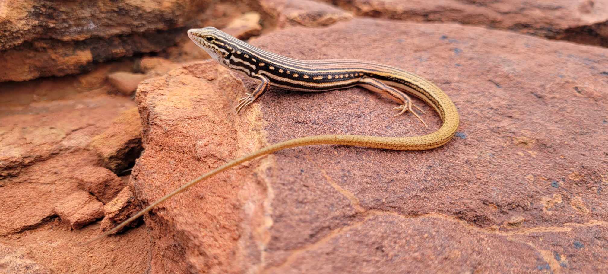 Skink