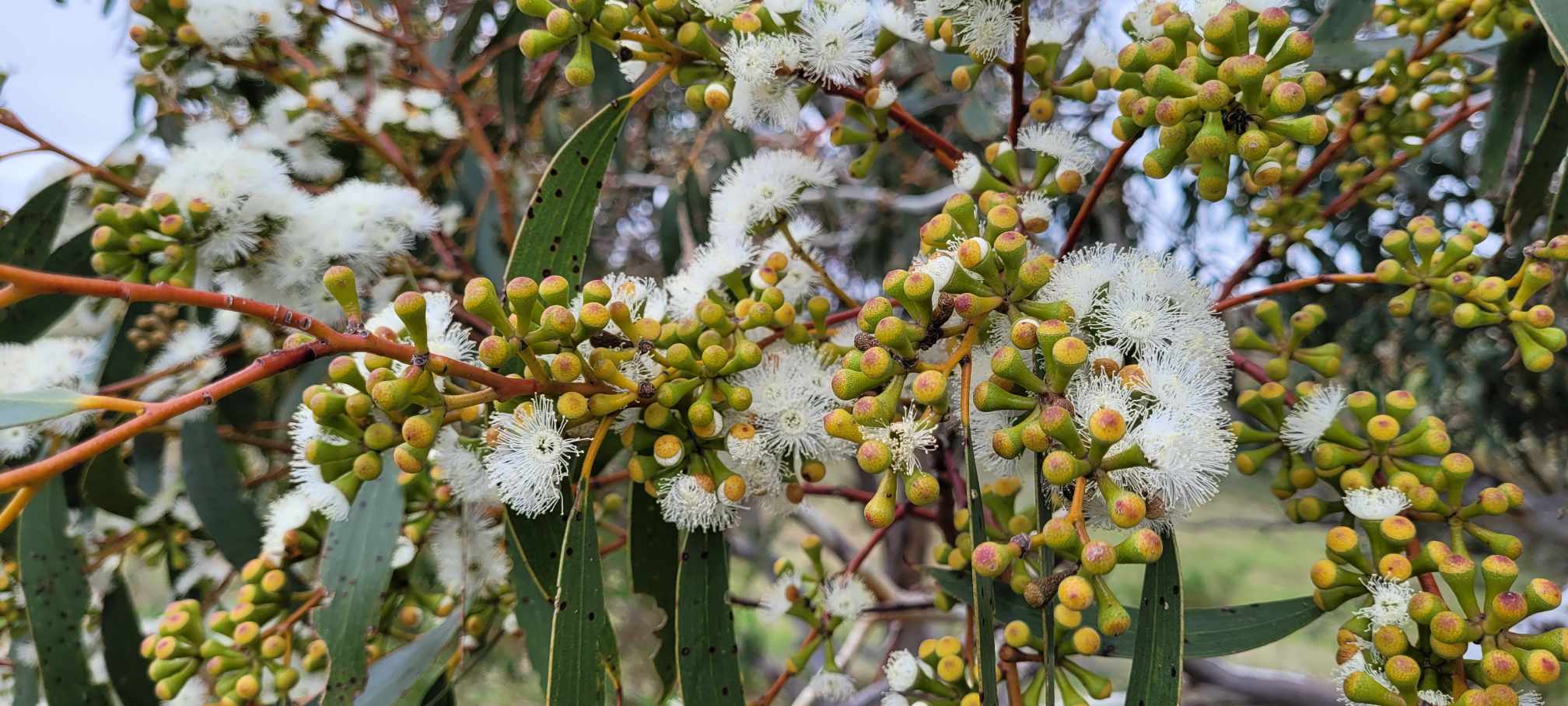Wattle NSW