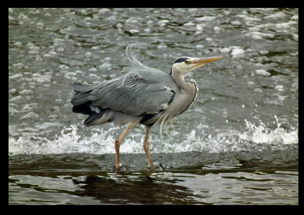 Heron, David Mullock