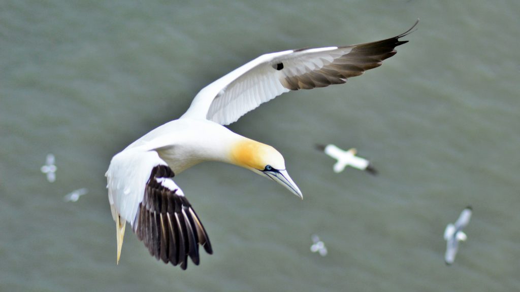 Richard McCulloch May Bempton Cliffs, Yorkshire