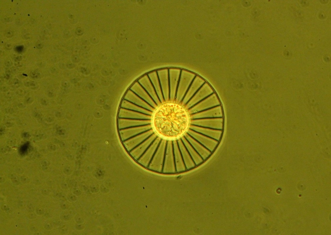 Planktonellia sol