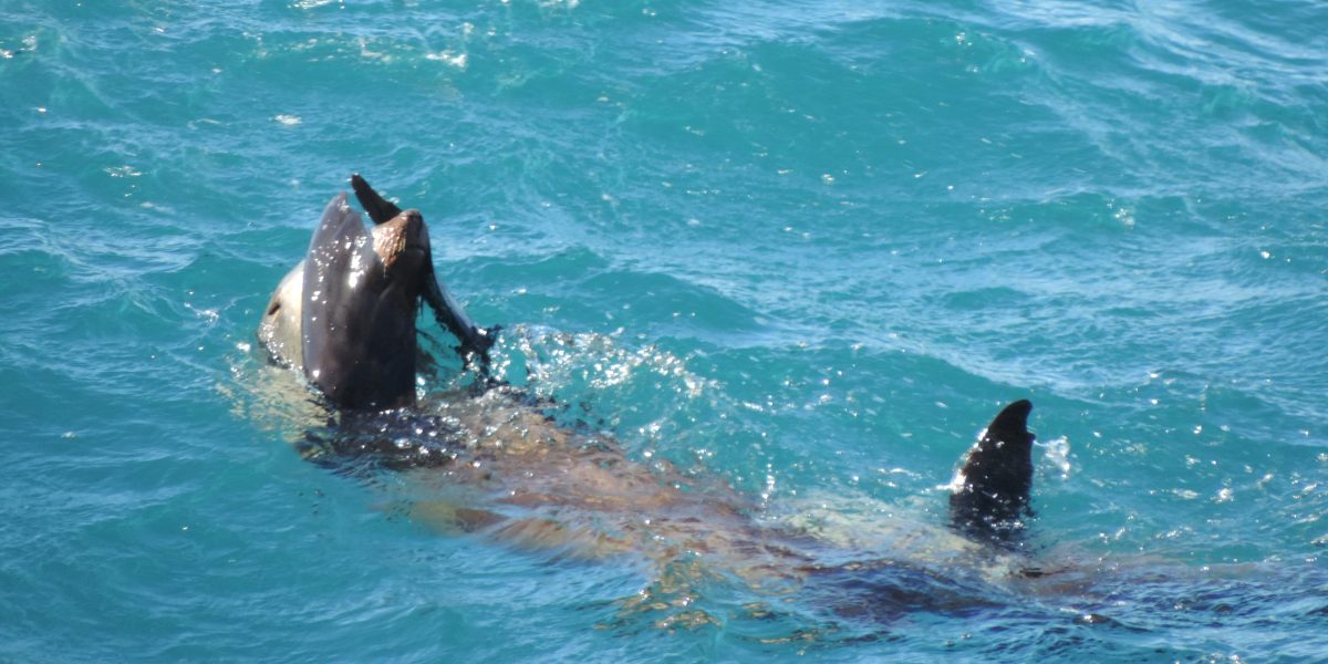 Marine mammal c J.Botha 5 scaled aspect ratio 1200 600