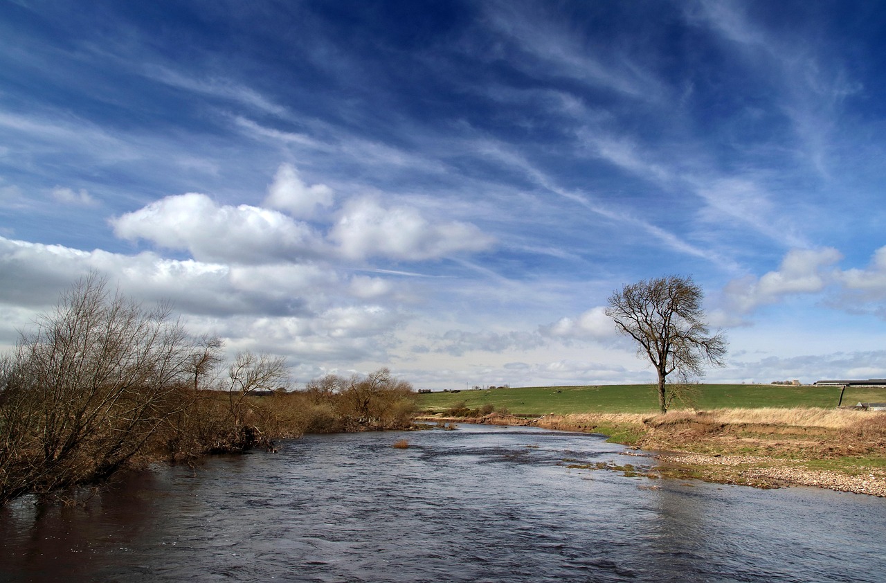 River with lone tree
