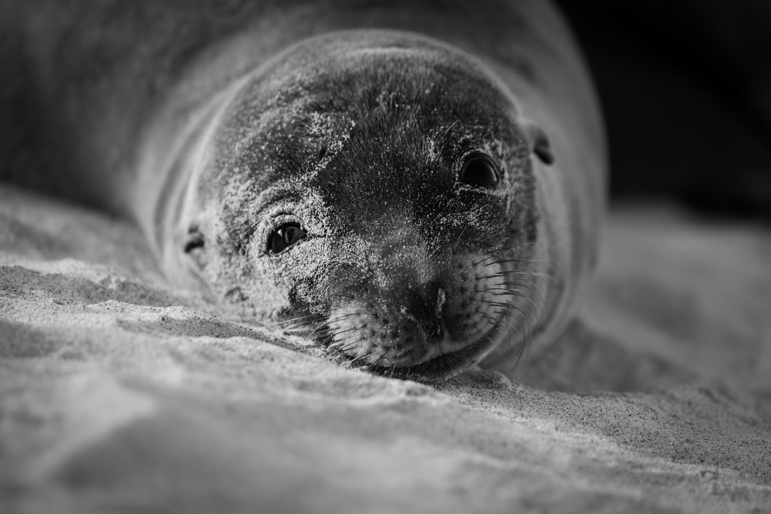 Kieron Roberts Galapagos Fur Seal Galapagos