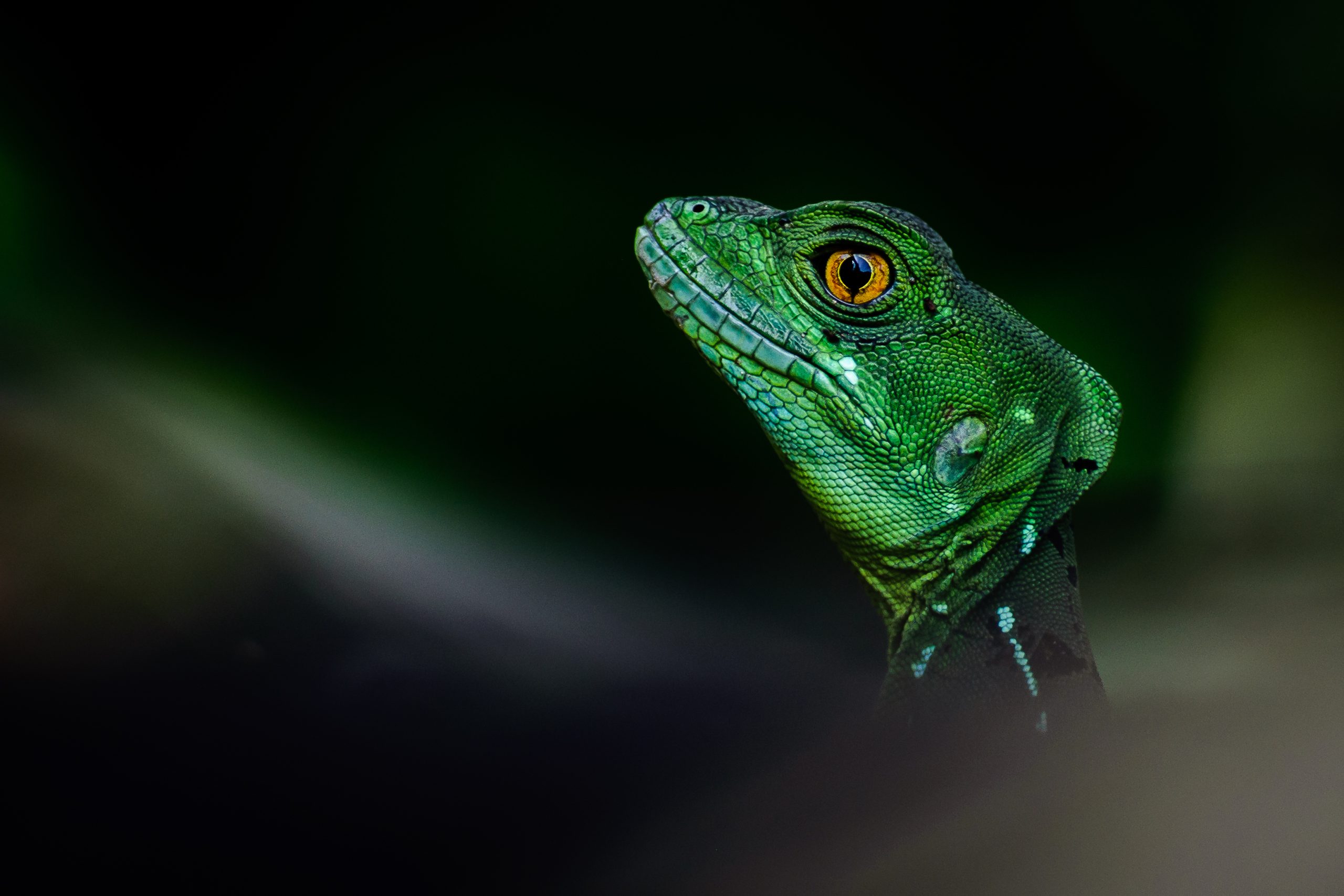 Close-up of a vibrant green basilisk lizard, also known as the Jesus Christ lizard, with striking orange eye and textured scales, captured in a dark, blurred rainforest background in Costa Rica.
