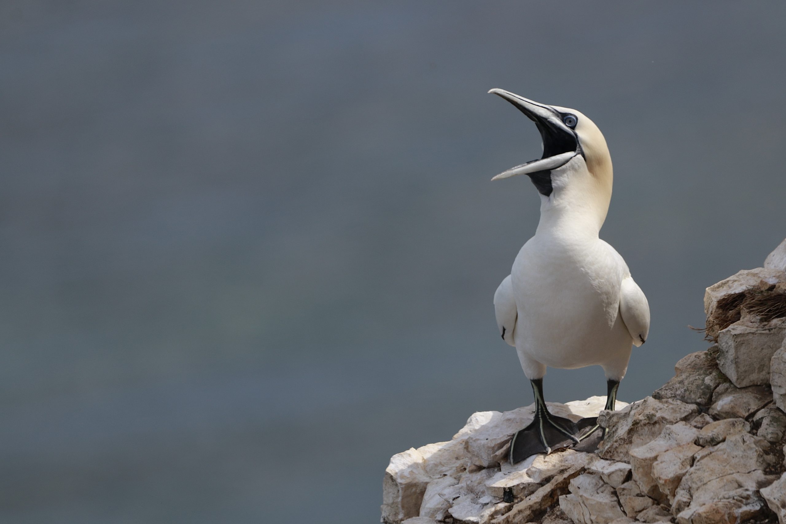 Northern gannet (Morus bassanus) standing on a rocky cliff edge at RSPB Bempton Cliffs, with its beak wide open and pale plumage contrasting against a blurred blue-grey background.
