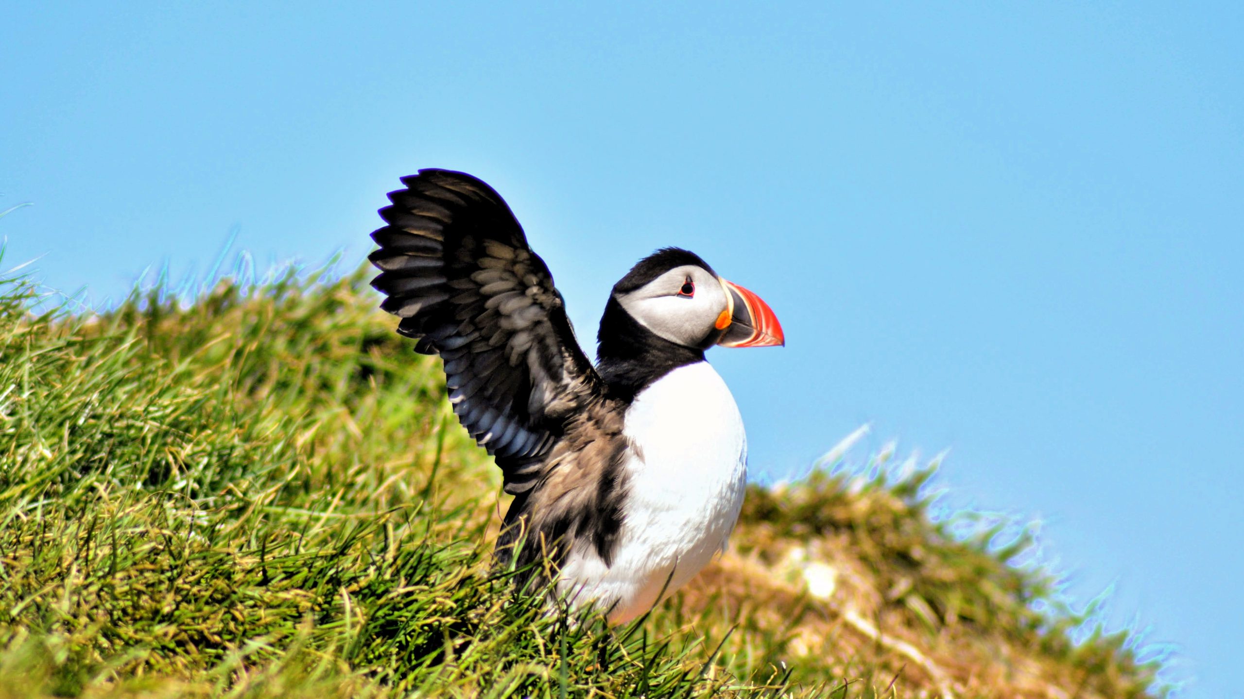 Atlantic puffin standing on grassy cliff with wings outstretched against a clear blue sky in Iceland, showcasing its colorful orange beak and distinctive black-and-white plumage.